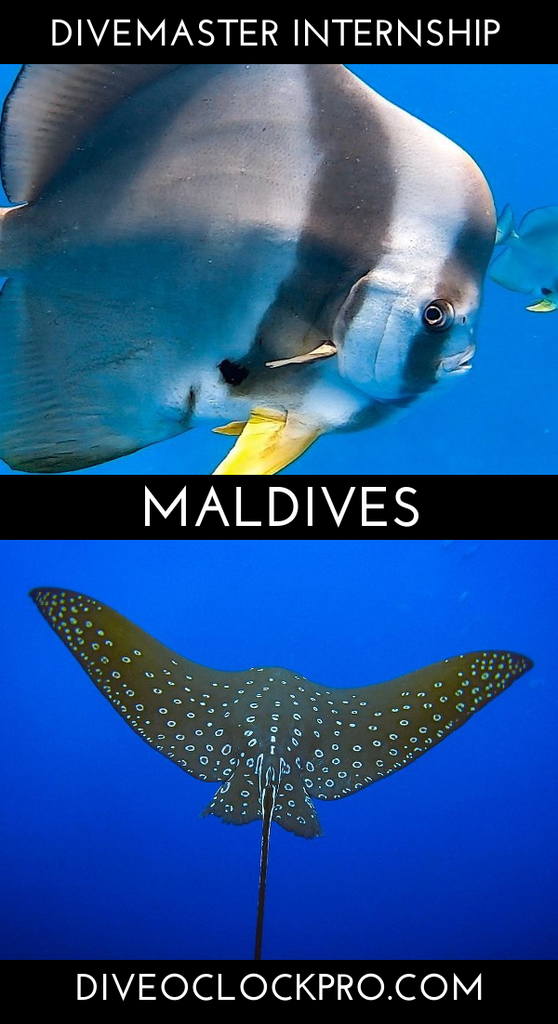 SSI Divemaster Internship Rasdhoo / Ukulhas Maldives